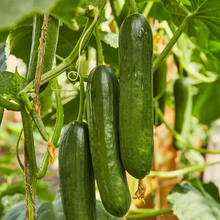 Cucumber F1 Hybrid Seeds