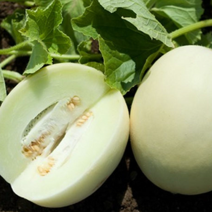 Honey Sweet Melon F1 Hybrid Seeds