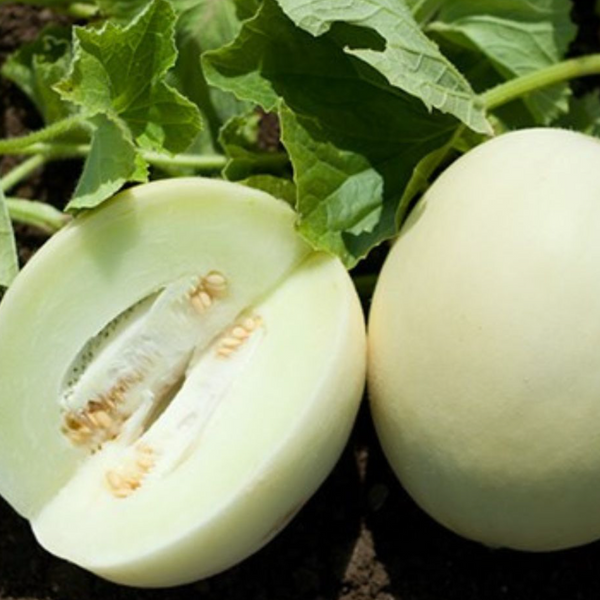 Honey Sweet Melon F1 Hybrid Seeds