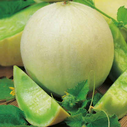 Honey Sweet Melon F1 Hybrid Seeds