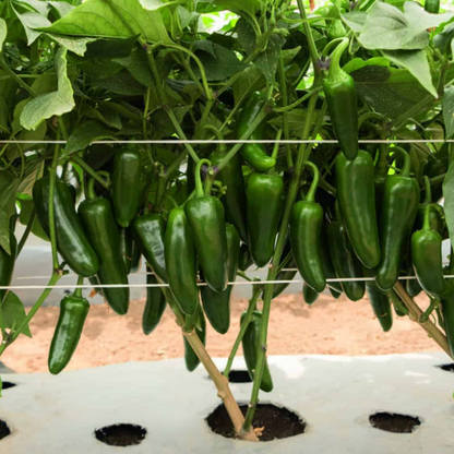 Jalapeno F1 Hybrid Seeds