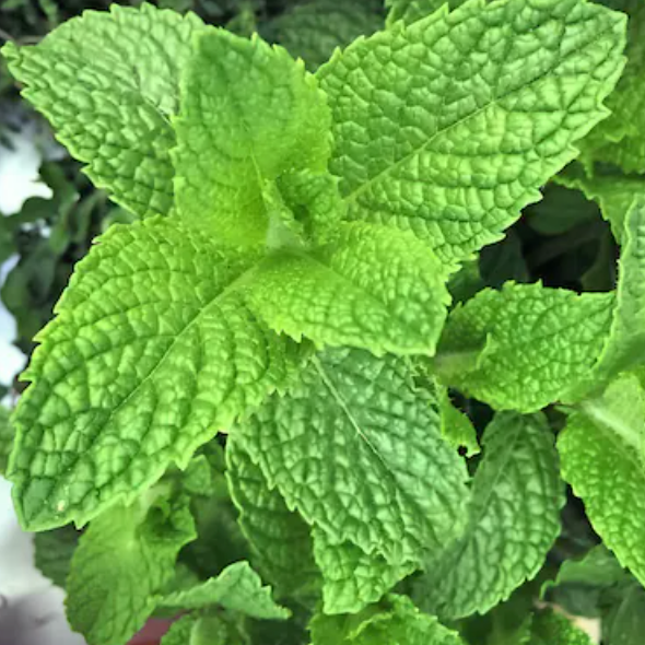 Mint F1 Hybrid Seeds