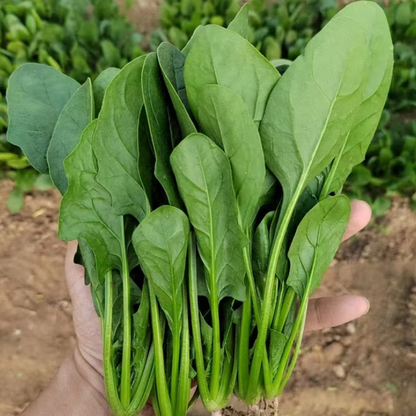 Spinach F1 Hybrid Seeds