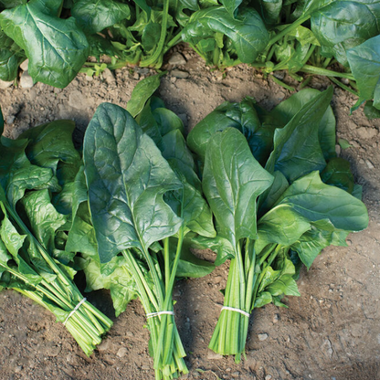Spinach F1 Hybrid Seeds