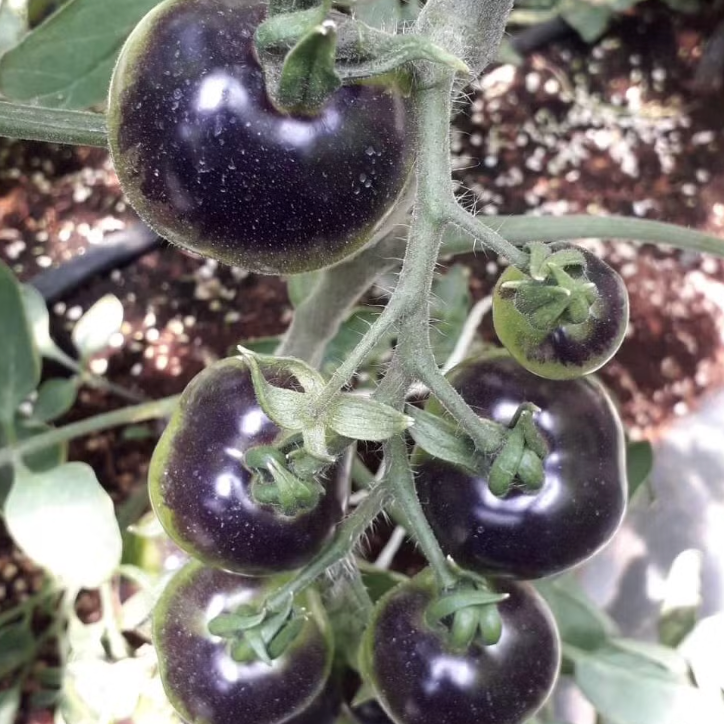 Black Cherry Tomato F1 Hybrid Imported Seeds