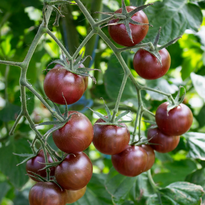 Black Cherry Tomato F1 Hybrid Imported Seeds