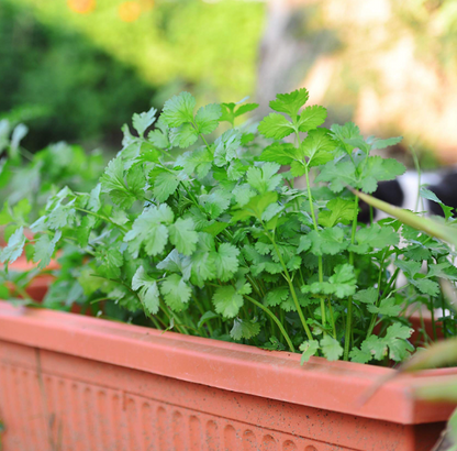 Coriander F1 Hybrid Seeds