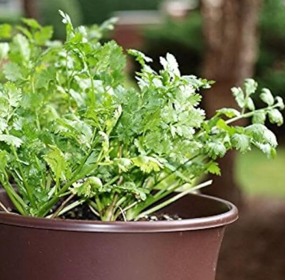 Coriander F1 Hybrid Seeds