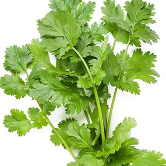 Coriander F1 Hybrid Seeds