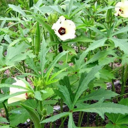 Okra - Bhindi F1 Hybrid Seeds
