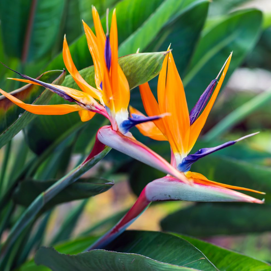 Bird of Paradise Flower Seeds