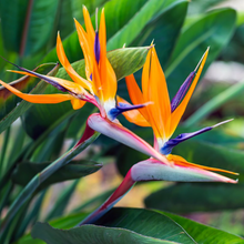 Bird of Paradise Flower Seeds