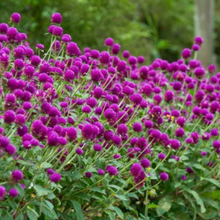 Imported Gomphrena Mix Flower Seeds
