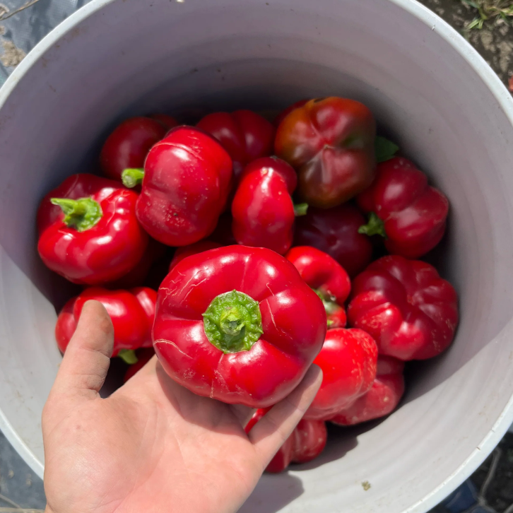 Peminto Sweet Pepper Imported F1 Hybrid Seeds