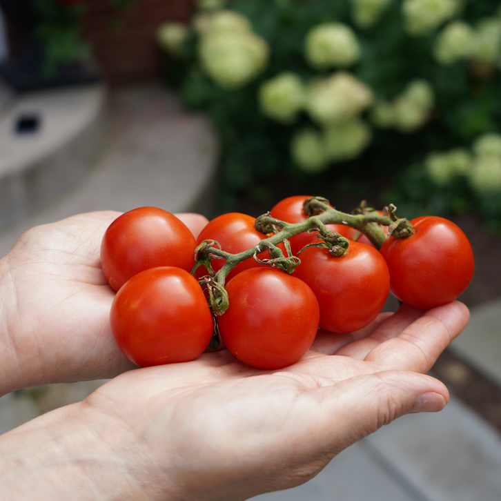Cherry Tomato F1 Hybrid Imported Seeds
