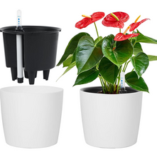 Self Watering Plant With Water Level Indicator (White)