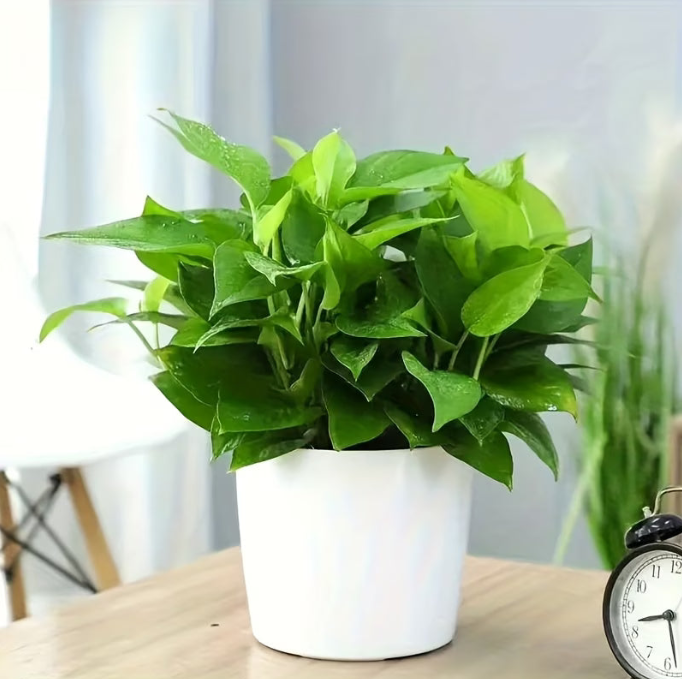 Self Watering Plant With Water Level Indicator (White)
