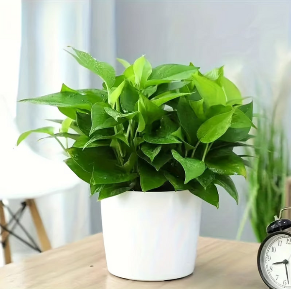Self Watering Plant With Water Level Indicator (White)