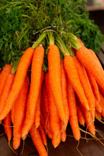 Carrot F1 hybrid seeds