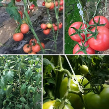 Tomato Fruit Support Hooks Pakistan