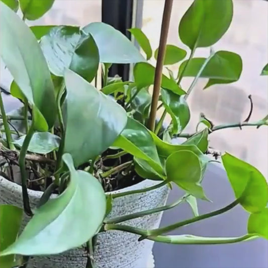 Plant Support Plastic Tie - 100 pcs