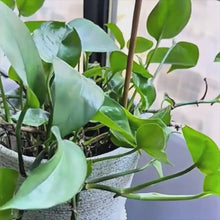 Plant Support Plastic Tie - 100 pcs
