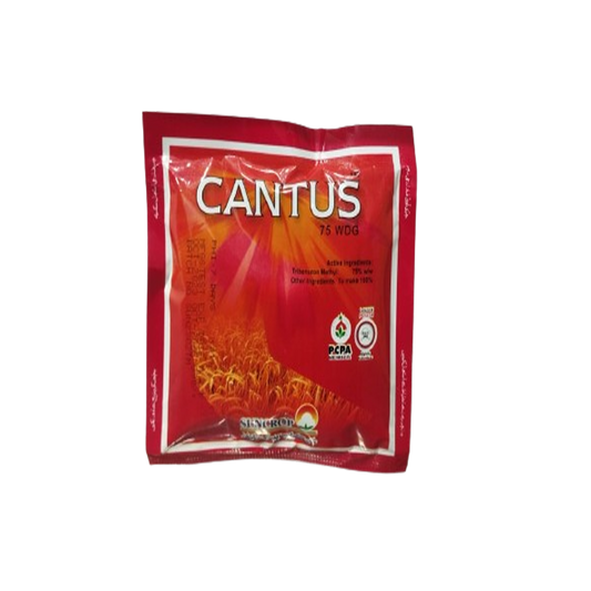 Cantus